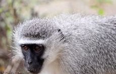 Grüne Meerkatzen (20 von 67).jpg